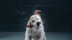 GROHE Euphoria SmartControl 310 Regendouche - CoolTouch - FastFixation - ø 31 Cm - Chroom -Badkamerproducten Winkel 1200x675 11