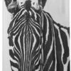 Sealskin Zebra Douchegordijn 180x200 Cm - Peva - Zwart / Wit -Badkamerproducten Winkel 461x1200